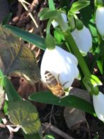 Frühlingserwachen Märzenbecher