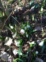 Frühlingserwachen Märzenbecher